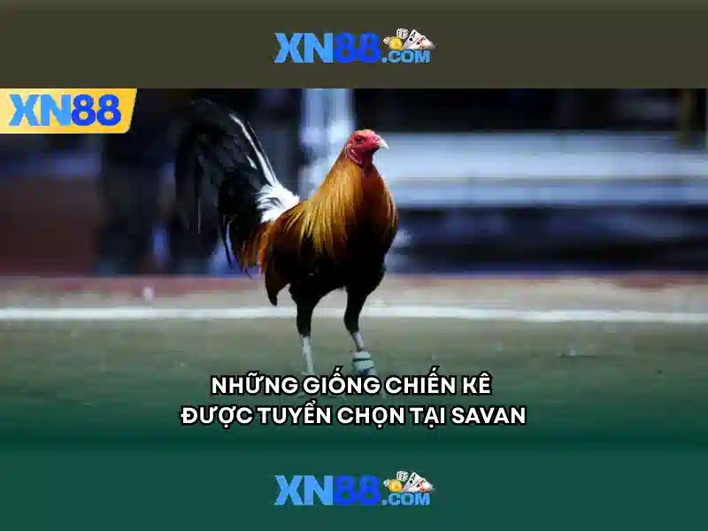 💎vụ đánh bạc mới nhất ở quảng nam💎