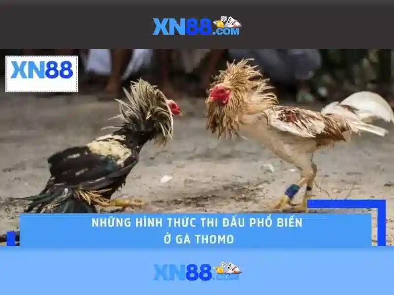 cược - XN88