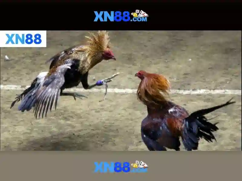 💎trang cá cuoc uy tin💎