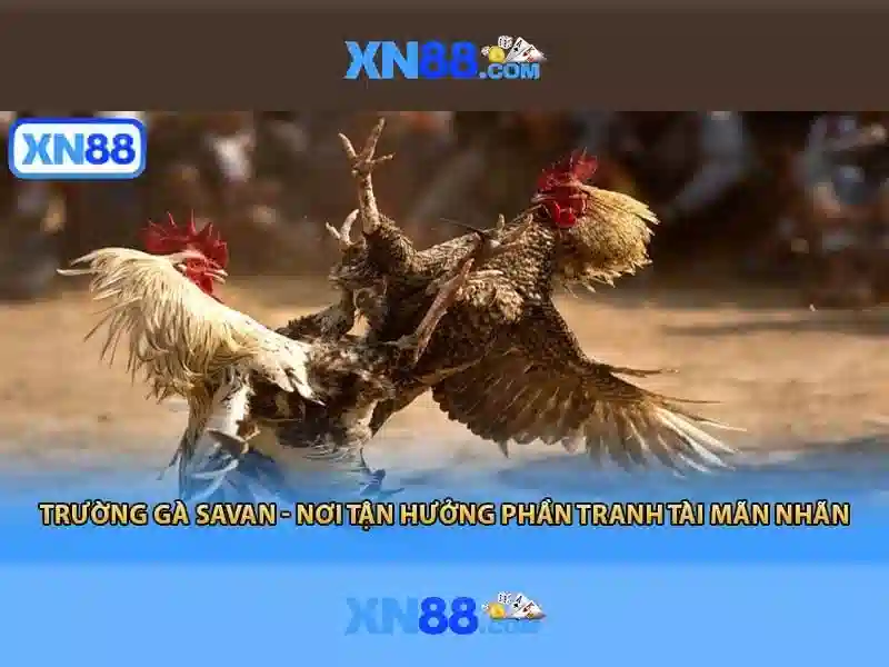 💎cau trang tien o hue bac qua song💎