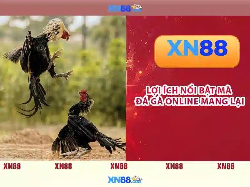  Tin tức XN88 - XN88