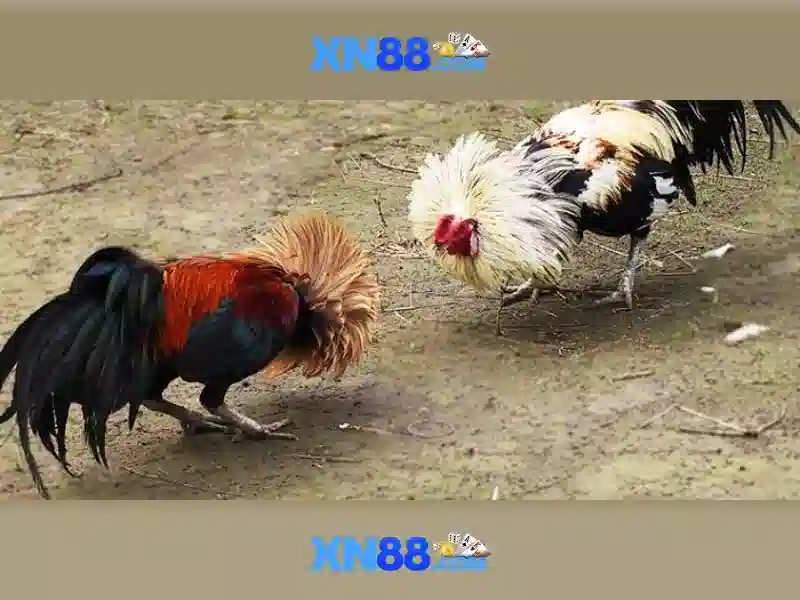 💎nhà cái trực tiếp💎