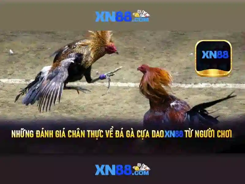 💎xem độ cá cược bóng đá💎