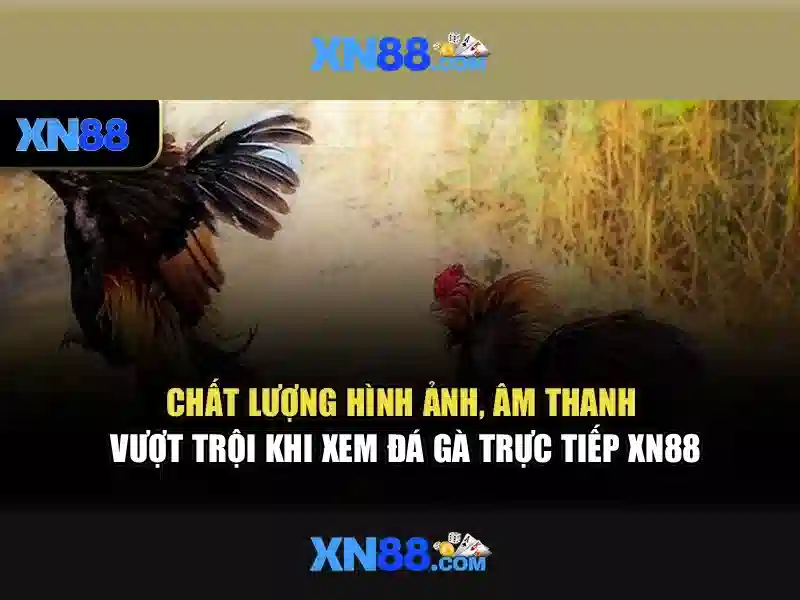 💎ca cuoc bet💎