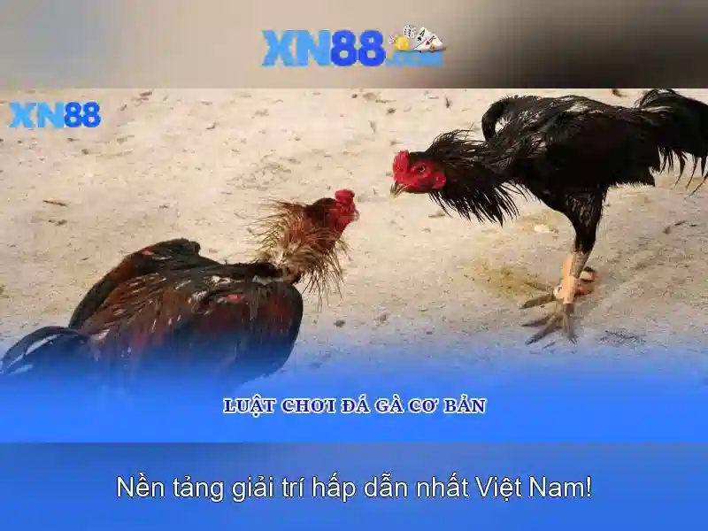 💎cá cược bóng đá clubsportivoestudiantes💎