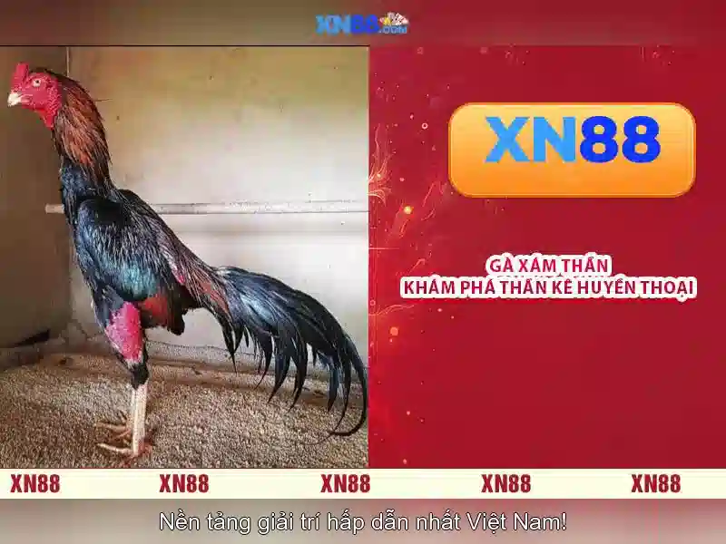  nhà cái - XN88